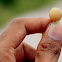 physalis
