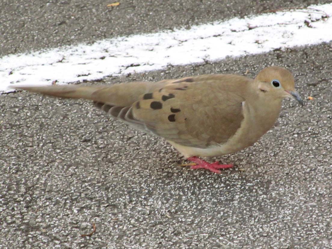 Mourning Dove