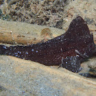 Cockatoo Waspfish