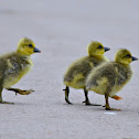 Goslings