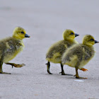 Goslings