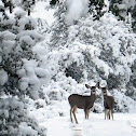 mule deer