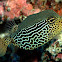 Boxfish