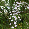 Orchid