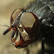 Blowfly
