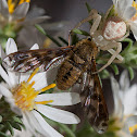 Flower crab spider with prey