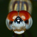 Blue dasher (female)