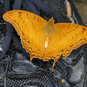 Cruiser butterfly
