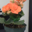 Begonia