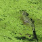 American Alligator 
