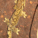 gecko