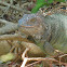 Green Iguana