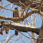 Sharp Shinned Hawk