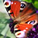 European Peacock