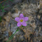 Marsh Pink