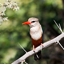 Grey-headed Kingfisher
