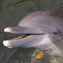 Bottlenose Dolphin