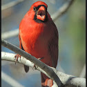 Northern Cardinal