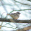 Chipping Sparrow