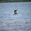 Black Skimmer