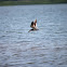 Black Skimmer