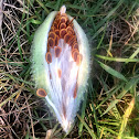 Milkweed seedpod