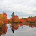 Maple Trees