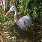 Great Blue Heron