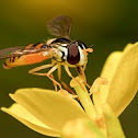 Slender Banded Hoverfly