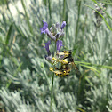Bumble Bee