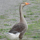 possible cross between snow goose and domestic goose