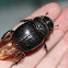 beetle