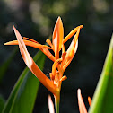 Orange Parrot