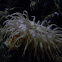 Sea anemone