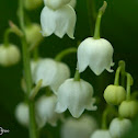 Lily Of The Valley