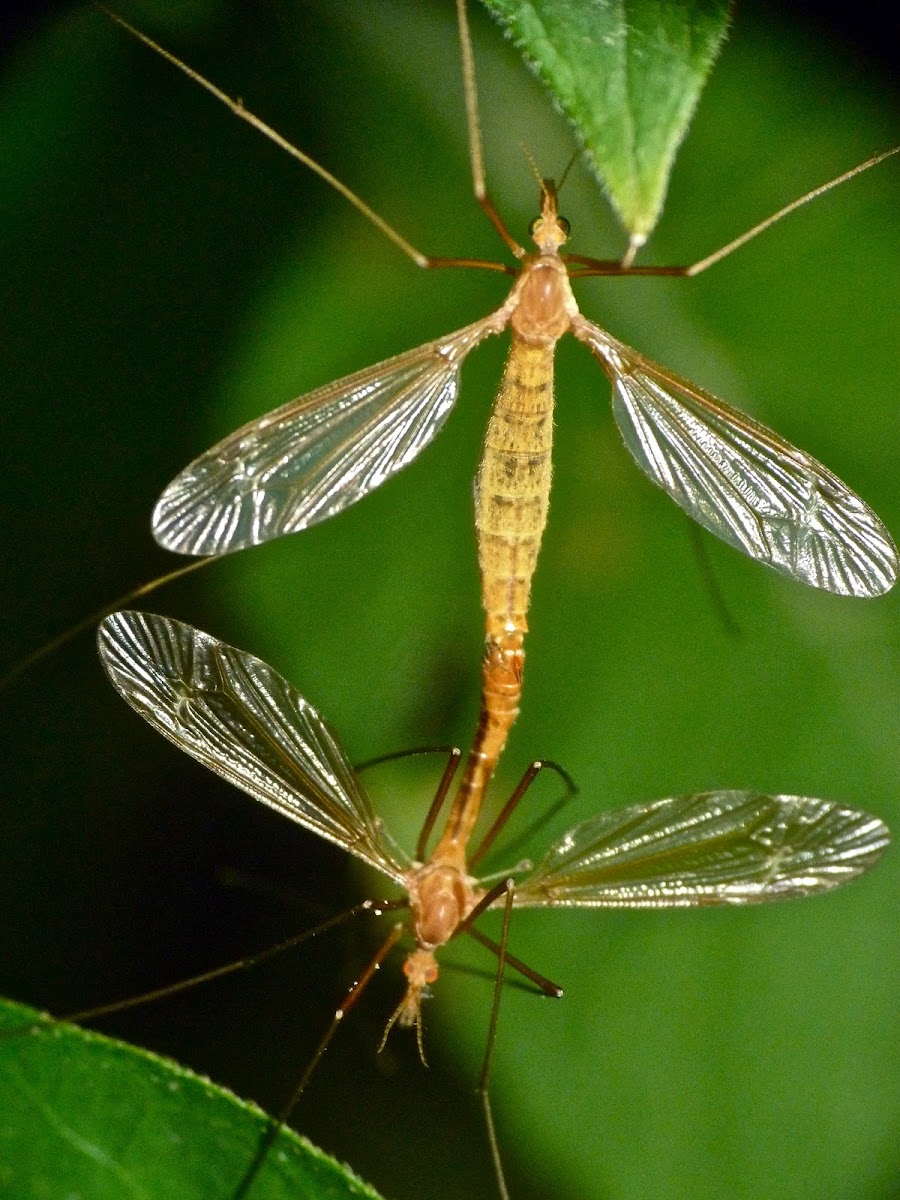 Crane flies (mating)