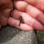 Baby Gulf Coast Toad