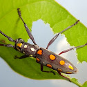 Longhorn Beetle