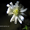 Aster