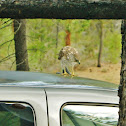 Unnamed spotting