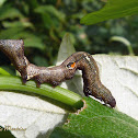 Prominent Moth caterpillar