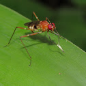 Stilt-legged fly