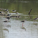 Black Necked Stilt
