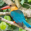 Stork-billed Kingfisher