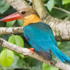Stork-billed Kingfisher