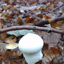 Gem-Studded Puffball