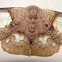 moth