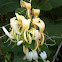 Japanese Honeysuckle