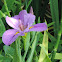 Louisiana Iris
