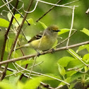 White-eyed vireo